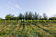 Seit 2007 untersuchen Forschende der Universitäten Hohenheim und Freiburg in der Weinbaugemeinde Ayl, wie sich der kombinierte Anbau der Rebsorten Riesling und Sauvignon-Blanc mit Eichen oder Pappeln auf den Wasserhaushalt, die Stickstoffversorgung und die daraus resultierende Weinqualität auswirkt. | Bildquelle: Universität Hohenheim / Jakob Hörl